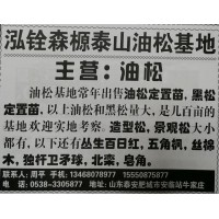 基地常年出售油松定置苗，黑松定置苗 泰安苗木网 黑松价格表