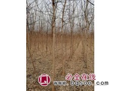 金叶复叶槭6公分50-70元 天津坤盛达苗木 金叶复叶槭处理图1