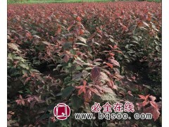 容器装多分枝红叶榆叶梅绿篱苗有量 新城苗圃专供 红叶榆叶梅图1