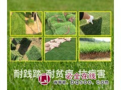 许昌马尼拉 马尼拉草坪 鄢陵草坪种植基地 远硕草坪专供图1