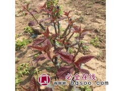 红叶榆叶梅10万 吉林红叶榆叶梅价格 景新苗木合作社 榆叶梅图1