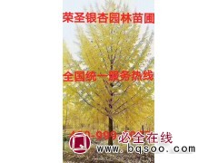 大型银杏树 银杏古树 银杏大树移栽 郯城荣圣银杏苗圃银杏古树图1