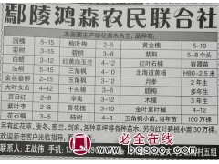 国槐5-15现货供应 河南苗木网 鸿森农民联合社供应国槐图1