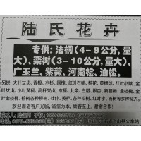 法桐4-9公分量大 陆氏花卉 河南苗木网 信阳苗木基地