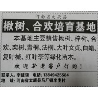 基地专供2-30公分楸树/梓树 太康楸树研究所 专供楸树