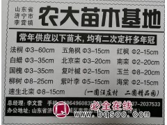 二次定杆多年冠法桐3-60cm 济宁法桐网 农大苗木基地法桐图1