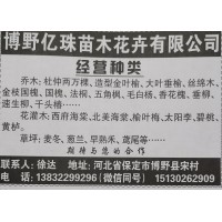 供应杜仲树2万棵 亿珠苗木杜仲树价格表 河北苗木网 杜仲树