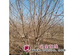丛生五角枫 丛生五角枫发货易成活精品五角枫 北京五角枫大树图1