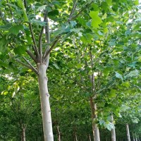5-25公分法桐树20万棵现货供应 绿茵绿化 法桐精品树价格