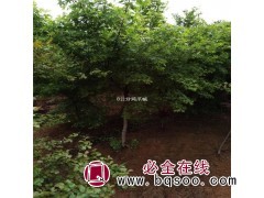 鸡爪槭小苗批发 鸡爪槭基地 浙江鸡爪槭价格 恒春花木示范园图1