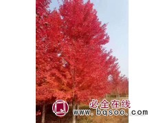 美国红枫精品树，1-20公分美国红枫 郯城李氏银杏苗木合作社图1