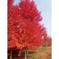 美国红枫精品树，1-20公分美国红枫 郯城李氏银杏苗木合作社