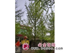 嫁接银杏树 银杏行道树 银杏树 1-80公分银杏树 李氏银杏图1