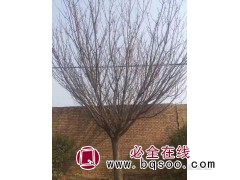 山东樱花基地一手货源图1