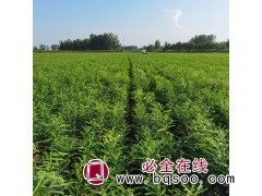 皂角小苗​ 河南兆木农业科技有限公司图2