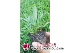 金鸡菊小苗批发 金鸡菊价格 青州金鸡菊大量供应 潍坊众邦园林图1
