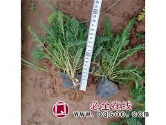 直销优质蓍草 千叶蓍 山东青州花卉基地 美城花卉千叶蓍草报价图1