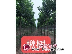 4-10公分楸树精品树，德州北方抗寒楸树基地专供多种规格楸树图1