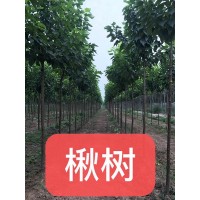 4-10公分楸树精品树，德州北方抗寒楸树基地专供多种规格楸树