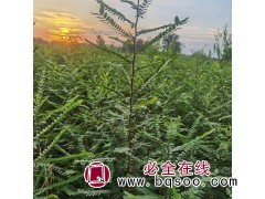 皂角苗 供应优质皂角小苗，精品绿化皂角苗木图2
