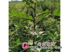 皂角苗 供应优质皂角小苗，精品绿化皂角苗木图3
