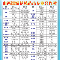 1-3年生胶东卫矛大量批发 山西胶东卫矛供应 运城花苑苗木