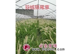 羽绒狼尾草批发 金红羽狼尾草供应 上海狼尾草 狼尾草基地批发图1
