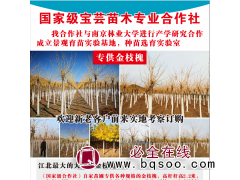 专供各种规格的金枝槐 高杆杆高2.2米，年帽5万株 宝芸苗木图1