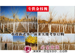 二年帽高杆9-30公分3万株金枝槐 山东金枝槐基地 宝芸苗木图1