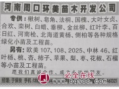 周口楸树供应 河南楸树网 周口环美苗木专供各种规格楸树图1