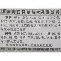 周口楸树供应 河南楸树网 周口环美苗木专供各种规格楸树