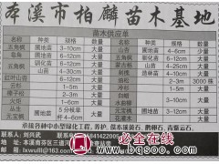 3-10公分五角枫圃地苗 辽宁苗木网 辽宁本溪柏麟苗木五角枫图1