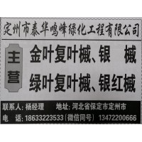 主营金叶复叶槭、银槭 定州苗木网 定州泰华鸣峰绿化工程