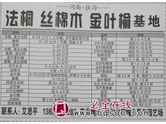 供应法桐、速生法桐8-25公分多年帽及原生冠 河南苗木网图1
