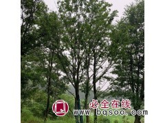 单杆5-50公分丛生朴树 安徽丛生朴树基地 滁州家传苗木图1