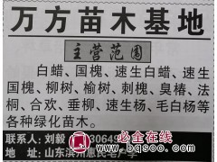 供应白蜡、速生白蜡树 山东万方苗木基地 滨州苗木网 白蜡基地图1