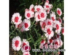 五彩石竹苗图1