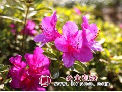 杜鹃花1000余亩，杜鹃花盆景 山东杜鹃基地 土地坤润园艺图1