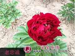 催花牡丹苗 菏泽牡丹园 菏泽萱烨花卉专供牡丹苗 观赏牡丹苗图1
