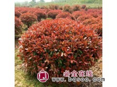 红叶石楠小苗价格 红叶石楠球 红叶石楠栽培基地 实地看苗图1