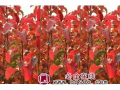 彩叶豆梨_彩叶豆梨克利夫兰_彩叶豆梨小苗基地_衡水彩叶豆梨图1