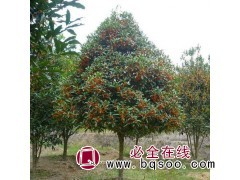桂花树基地 5-20公分桂花价格 优质供应 成都桂花树图1