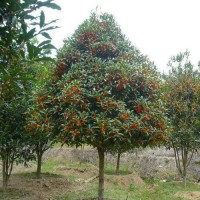桂花树基地 5-20公分桂花价格 优质供应 成都桂花树