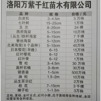 供应白皮松3-4.5m3万株 河南苗木网 洛阳万紫千红苗木