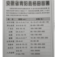 安徽苗木网 安徽青阳县杨田苗圃供红叶石楠 3-8公分红叶石楠