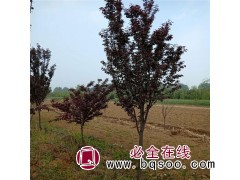 供应紫叶李 3公分紫叶李 紫叶李的花 紫叶李价格 邦森苗木图1