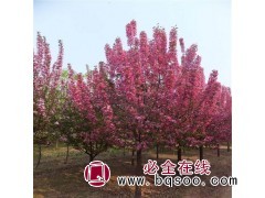 北美海棠直销 北美海棠价格 山西华城盛业专供北美海棠苗 海棠图1