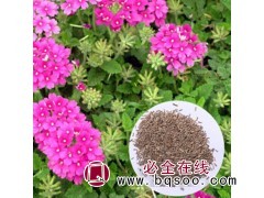 进口加拿大美女樱种子 赤峰细叶美女樱种子 赤峰鑫达莱花籽批发图1