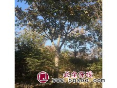 抗旱耐寒栾树苗 栾树15公分 栾树价格 太康绿源苗圃栾树批发图1
