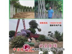 中国结节树 中国结白蜡树 山东明烁农林科技 白蜡造型树图1